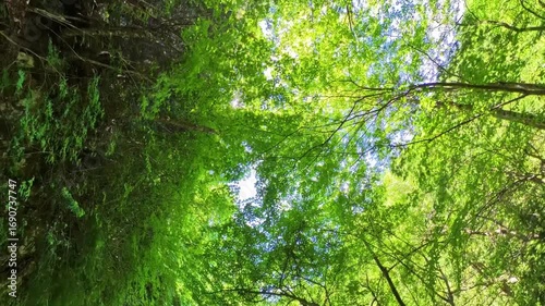 新緑が爽やかな初夏の林道ハイキング
