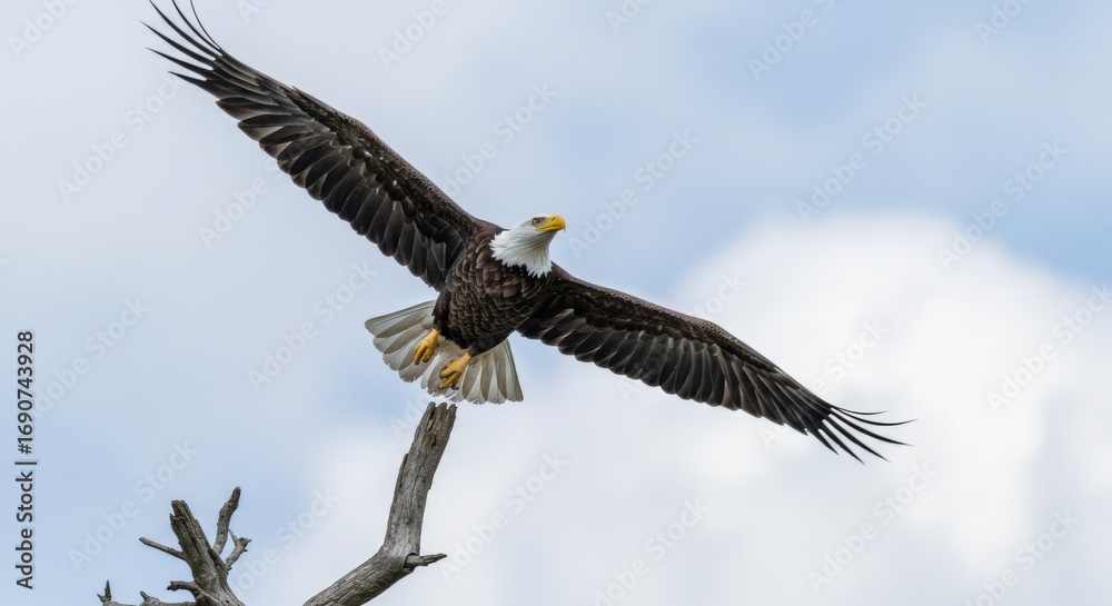 Naklejka premium Majestic Bald Eagle Takes Flight from Branch