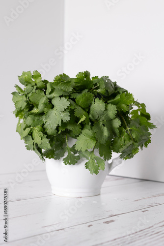 Cilantro in white pitcher 