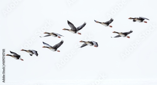 Flock of Gray Geese Soaring in Formation