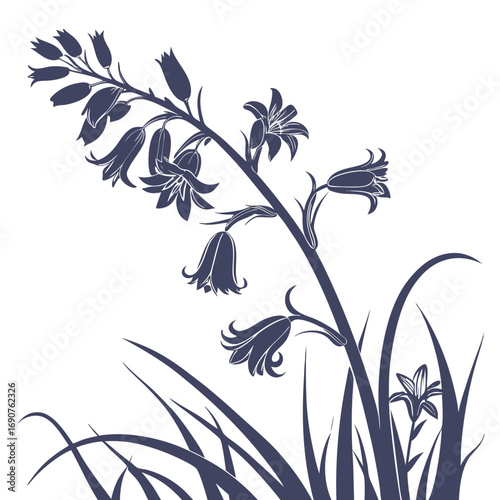 black and white hyacinthoides hispanica excelsior