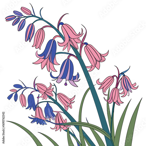 hyacinthoides hispanica excelsior with leaves