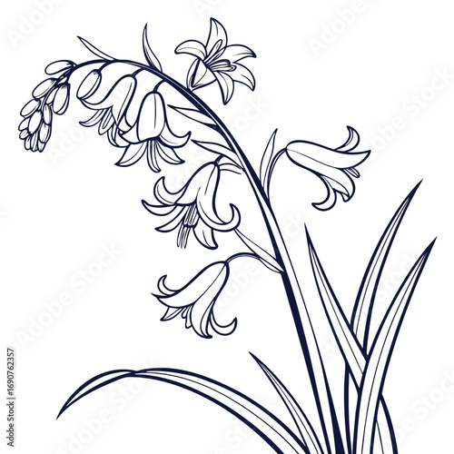 black and white hyacinthoides hispanica excelsior