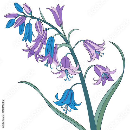 hyacinthoides hispanica excelsior on white background 