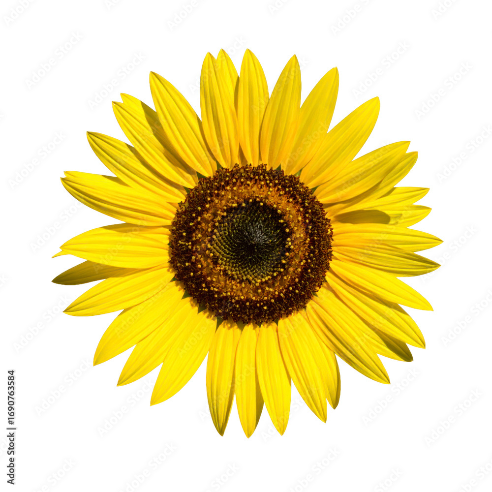 Fototapeta premium Isolated Sunflower Head with Radiant Yellow Petals and Brown Center on Transparent Background