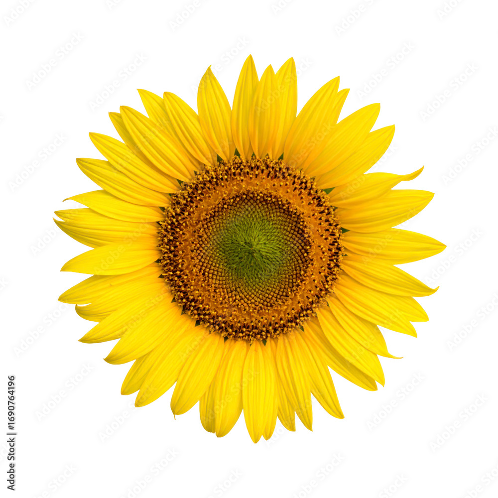 Fototapeta premium Isolated Sunflower Head with Yellow Petals and Brown Center on Transparent Background