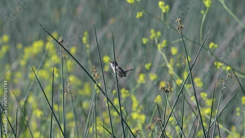 Marsh Wren Calling in Cattails