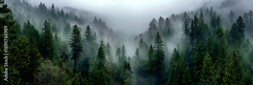 Panoramic view of a dense, evergreen forest shrouded in thick fog and mist. Moody, atmospheric, and mysterious landscape with layers of pine trees.
