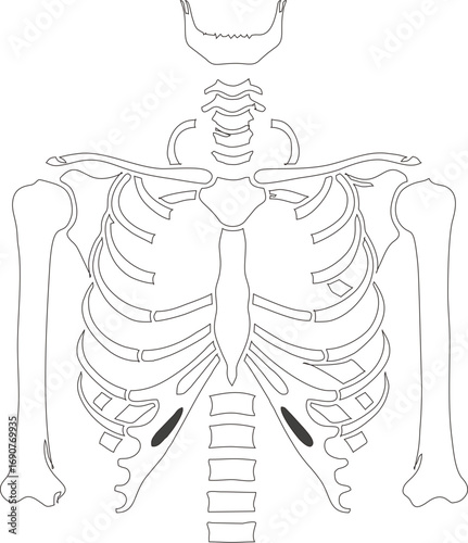 human body anatomy