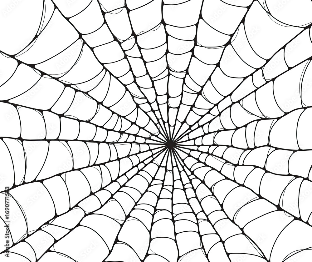 Obraz premium spider on web