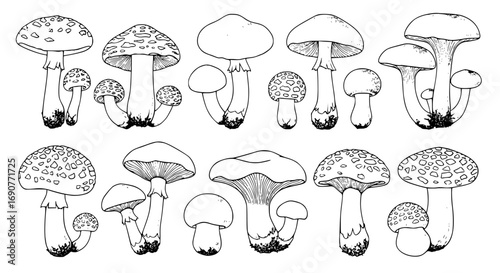 Collection of detailed hand drawn botanical illustrations of various wild mushrooms in a sketch style silhouette isolated on transparent background