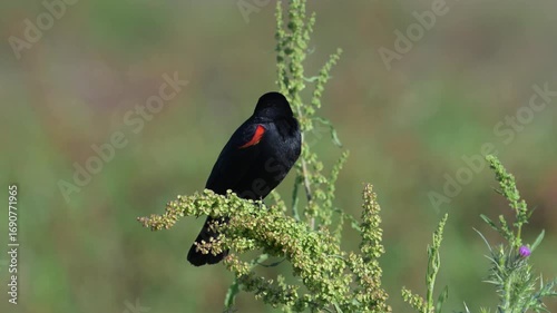 Red-winged Blackbird Call