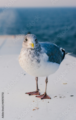 Plakat European herring gull standing on a ship deck with sea background. 