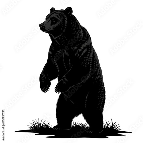 Black bear standing on hind legs silhouette isolated on white background