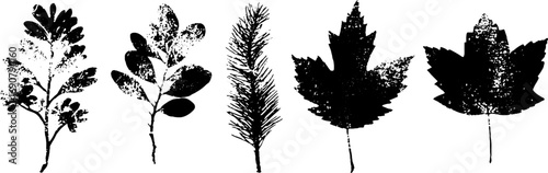 Grunge black and white acacia leaf silhouettes for urban art design
