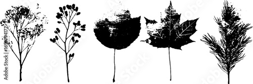 Grunge black and white botanical silhouettes of acacia and other leaves for artistic design