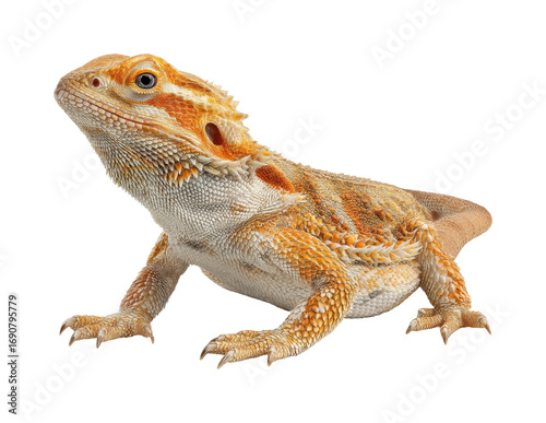 Bearded dragon lizard in natural habitat wildlife