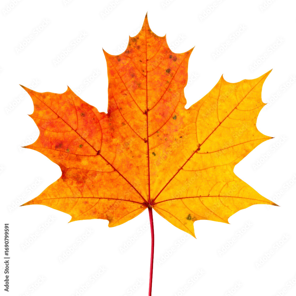 Fototapeta premium Close Up Shot of Colorful Autumnal Maple Leaf with Transparent Background