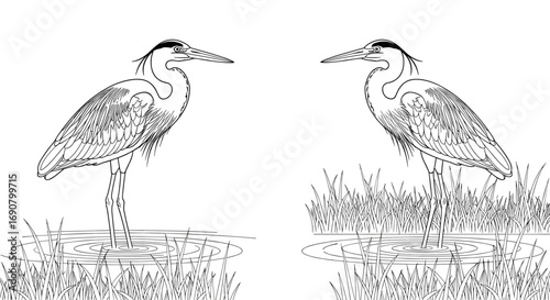 Two herons standing in shallow water and grassy marshland depicting nature and wildlife scenes