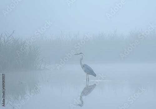 Grey Heron Stands in Misty Wetland