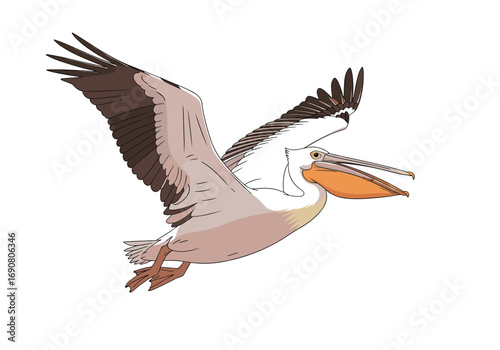 Majestic pelican soars through open skies with wings spread wide capturing a fish with its pouch
