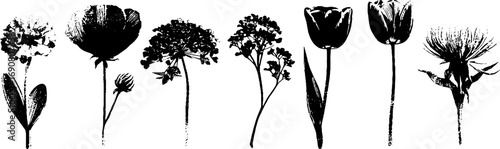 Vintage grunge black and white dahlia flower set for botanical designs and decor