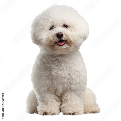 Cute fluffy white dog sitting on a white background with a smile