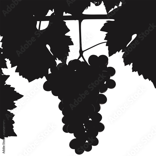 Grape Vine Cluster Silhouette