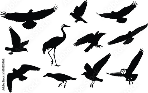 Bird silhouettes in flight and perched, featuring cranes, crows, seagulls, owls, and various birds of prey in black vector style.