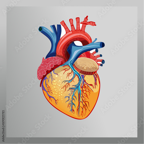Scientific vector illustration of the human heart anatomy, depicting the complex cardiovascular system for medical and educational purposes