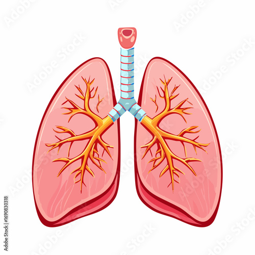 Human Lungs Anatomy Illustration, Respiratory System, Pulmonary Health