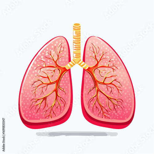 Anatomical vector illustration of the human lungs organ, a concept for breathing, pulmonary health, and respiratory science