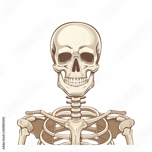Anatomical illustration of the human upper skeletal system, showing a detailed frontal view of the skull, neck, and shoulders