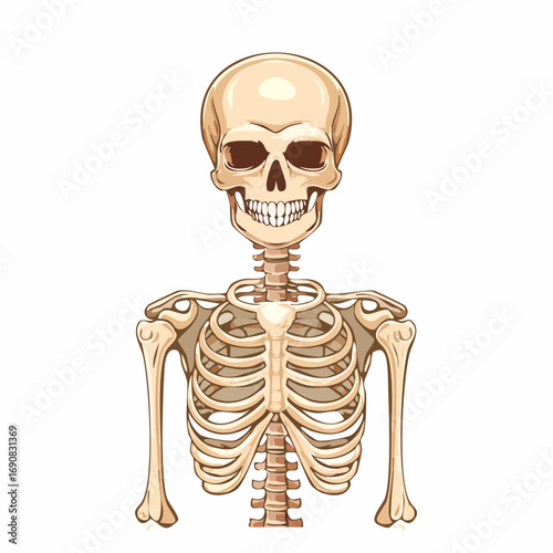 Human Skeleton Anatomy Upper Body Illustration