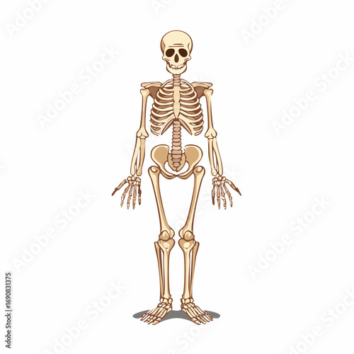 Detailed Illustration of a Human Skeleton Standing Upright on a White Background