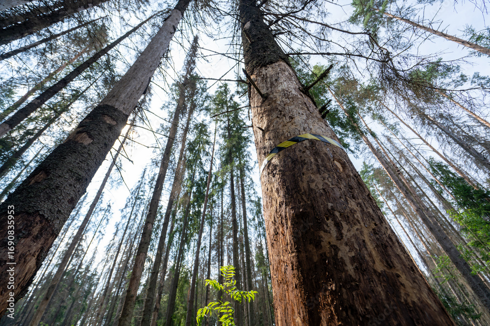 Fototapeta premium The death of the pine forest on the Karelian isthmus.The trees are ready for cutting down.