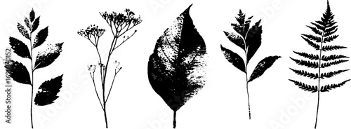 Grunge black and white botanical leaf set for artistic design and decor