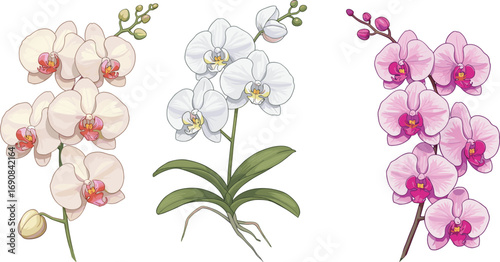 Beautiful orchid flower illustration, pink white purple orchids, tropical botanical art, exotic floral design for decoration and nature themes
