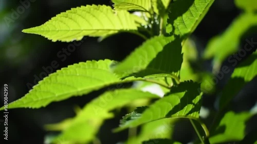 Sunlit green leaves against dark background