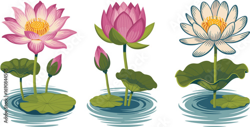 Lotus flowers in water, elegant pink and white blooms, botanical aquatic plants, peaceful nature illustration, spiritual floral artwork design