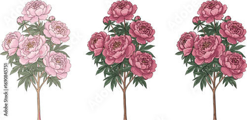 Pink peony flower tree illustration, botanical blooming bush design, romantic garden floral art, elegant spring flower plant with lush petals