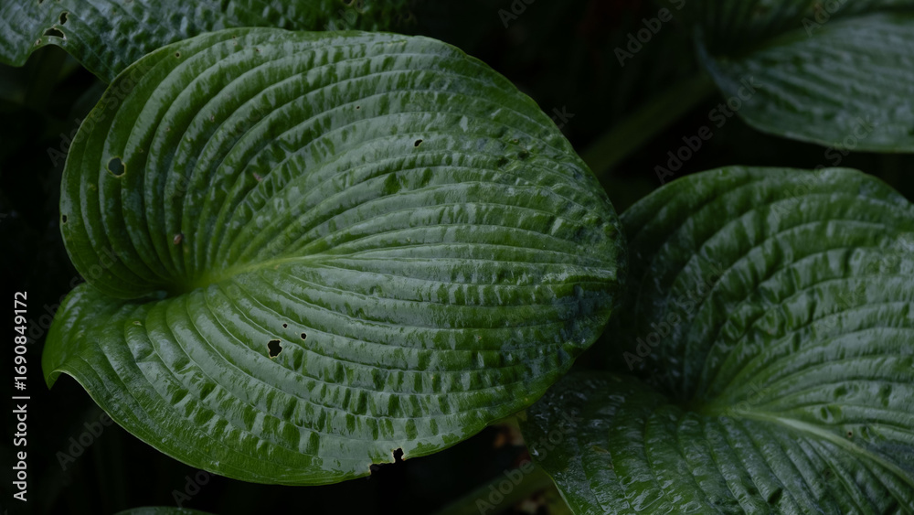 Obraz premium Large green hosta leaf showing detailed texture, veins, and natural imperfections.