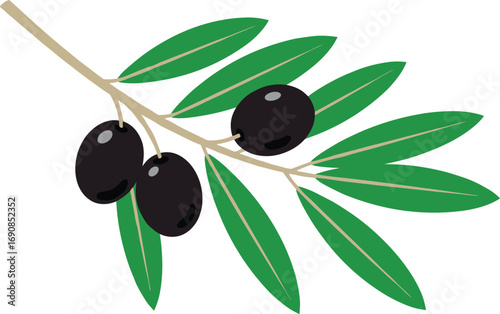 Black olive branch with green leaves vector illustration for food, agriculture, Mediterranean cuisine, natural product, organic farming and design