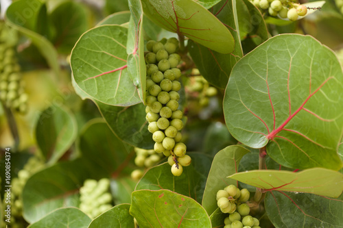 Fruit of  Coccoloba uvifera seagrape, natural macro floral background