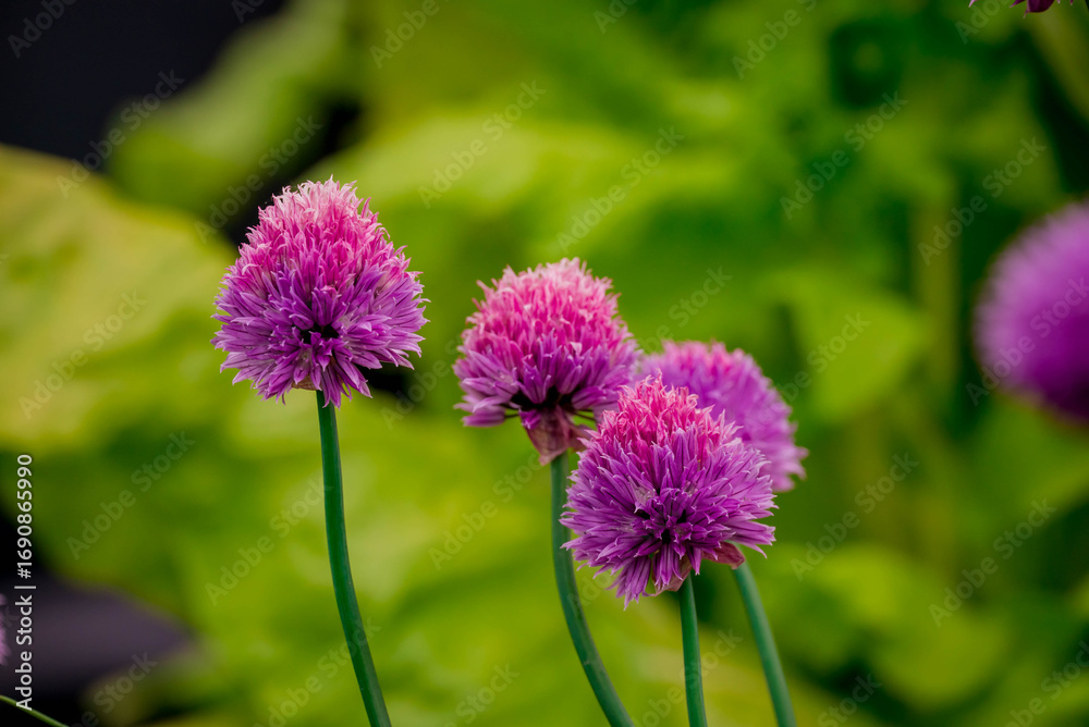 Obraz premium Photo of beautiful flowers in summer garden