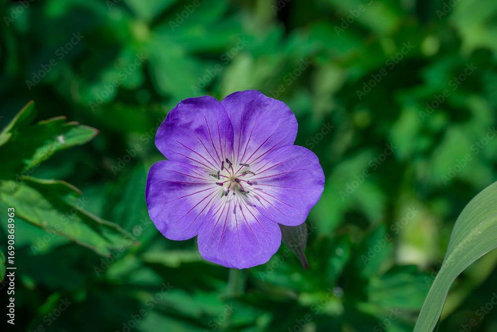 Photo of beautiful flowers in summer garden Photo of beautiful flowers in summer garden