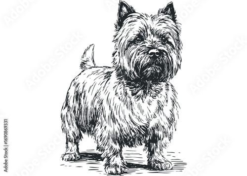 Scottie dog sketch on transparent background. Vector hand drawn illustration