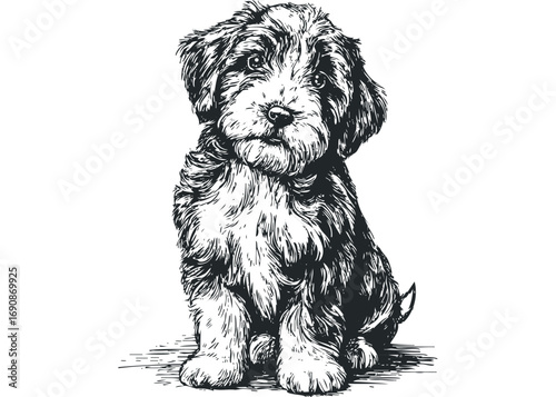 Pen and ink drawing of a shaggy puppy sitting on a white surface. Vector hand drawn illustration