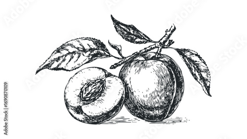 Sketch of two plums on a branch with leaves. Vector hand drawn illustration