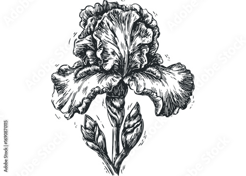 Detailed ink sketch of an iris flower with buds on a transparent background. Vector hand drawn illustration